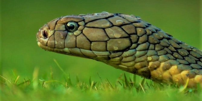 Profile of king cobra snake