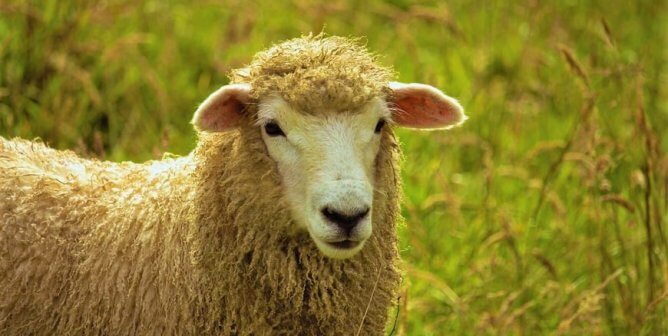 Sheep with curly wool in field