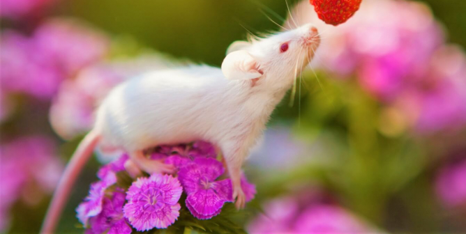 https://www.peta.org/wp-content/uploads/2022/02/small-white-mouse-on-flower-1-668x336-1645225790.jpg?20220218110950