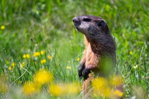 why is a groundhog used for groundhog day