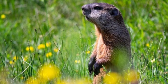 an upright groundhog in grass and yellow flowers, to represent how Punxsutawney Phil should get to live at a reputable sanctuary