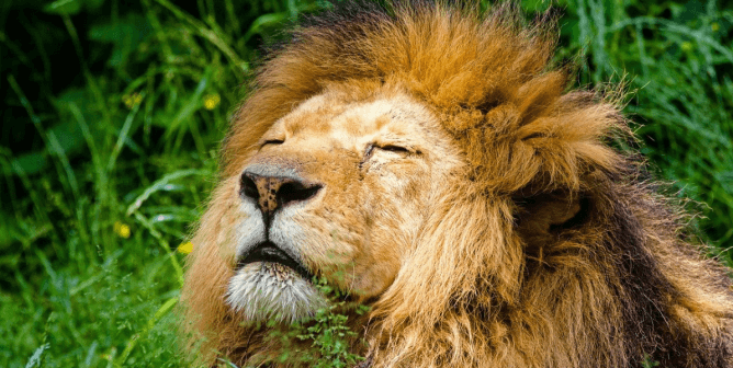 A lion, like those rescued from Jeff Lowe, enjoys the sunshine and a cool spot in tall grass.