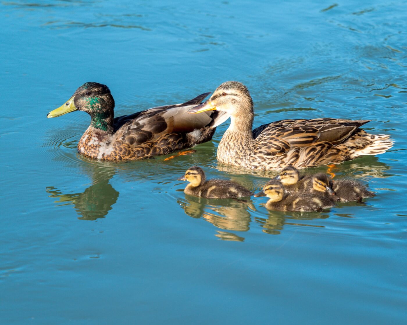 ANIMAL SCIENCE: Duck Life Cycle, Traits, Adaptations, and Animal