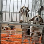 Background Information on Publicly Funded Animal Experiments in
Virginia