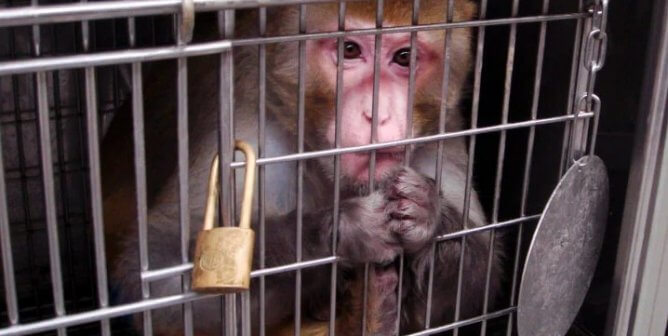 university of minnesota animal welfare violations exposed
