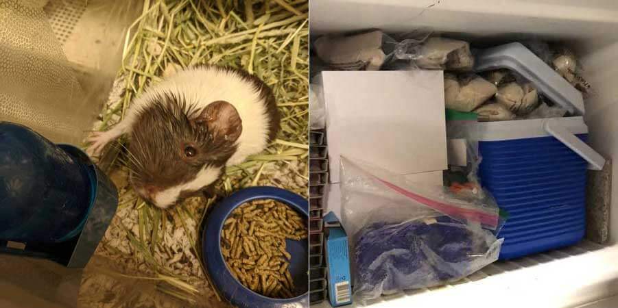 petsmart hamsters prices
