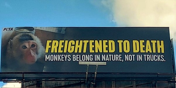 monkey export billboard