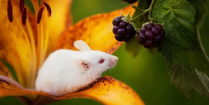 White mouse sitting on a orange lily flower