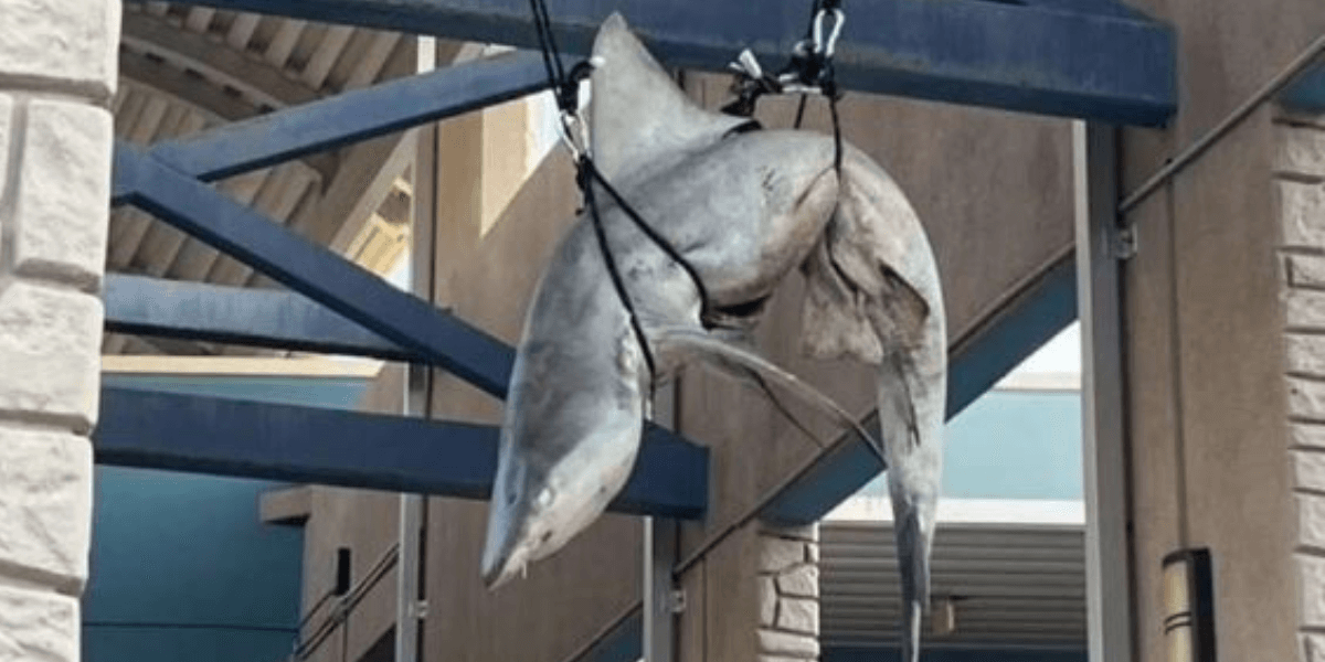 Teens Reportedly Hang Dead Shark in ‘Senior Prank’ | PETA