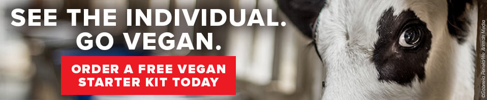 See the individual vegan starter kit banner
