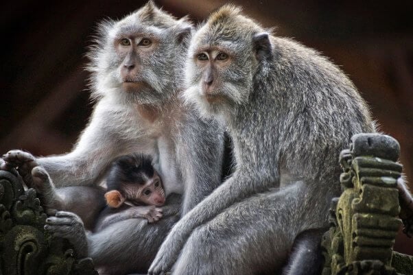 family of gray monkeys