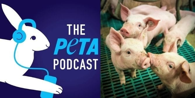 PETA Podcast logo, group of pigs