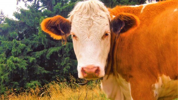 Brown and white cow in field