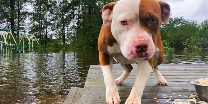 dog stands on wood in flooded area