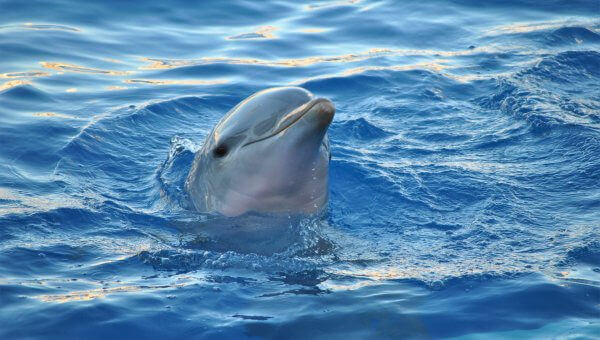 Dolphin in the ocean