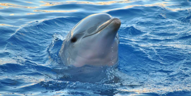 Dolphin in the ocean