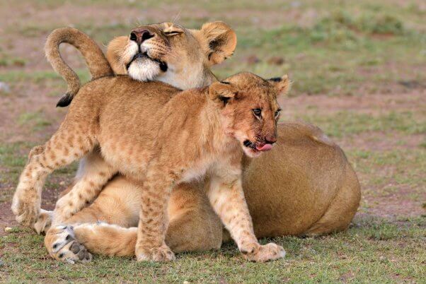 A lion cub nuzzling a lioness