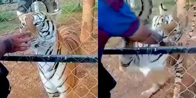 Tiger mauls Mexican roadside zoo employee