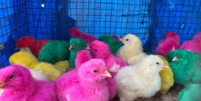 Dyed male chicks from PETA India Investigation
