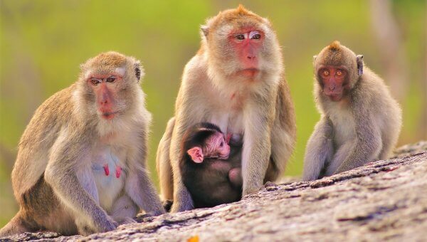 Group of long-tailed macaques on rock side