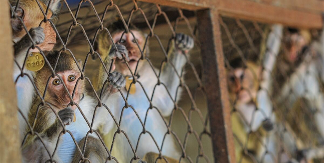 macaques look at camera from cages in breeding facility