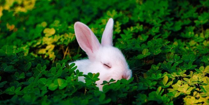 White rabbit sleeping in clovers