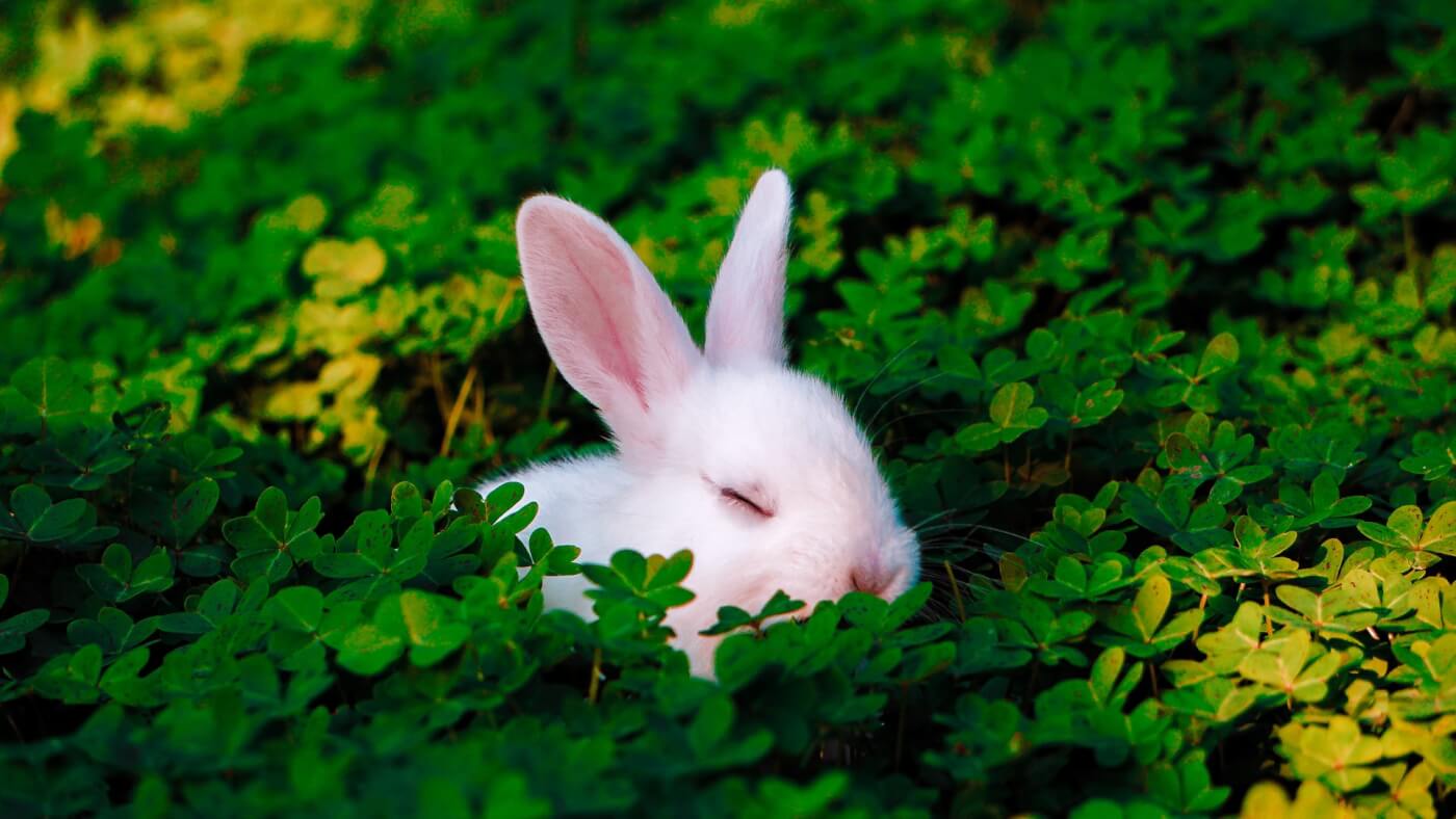 Year of the Rabbit: PETA's Progress for Rabbits in Labs | Blog