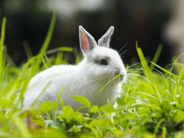 white rabbit with gray ears in grass