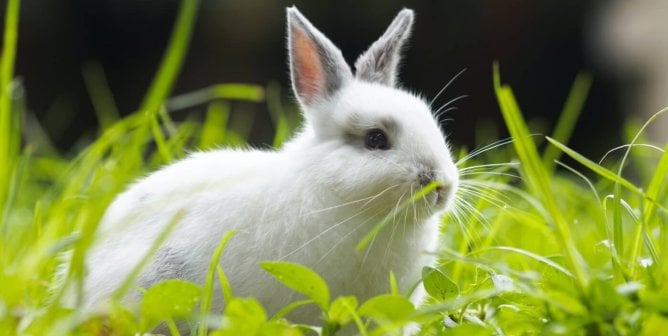 white rabbit with gray ears in grass