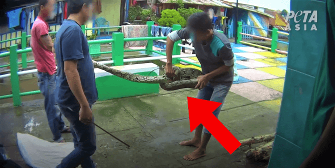 Workers holding large snake