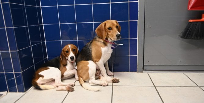Envigo beagles at PETA