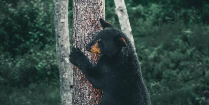 a black bear standing on their hind legs with paws on a tree trunk