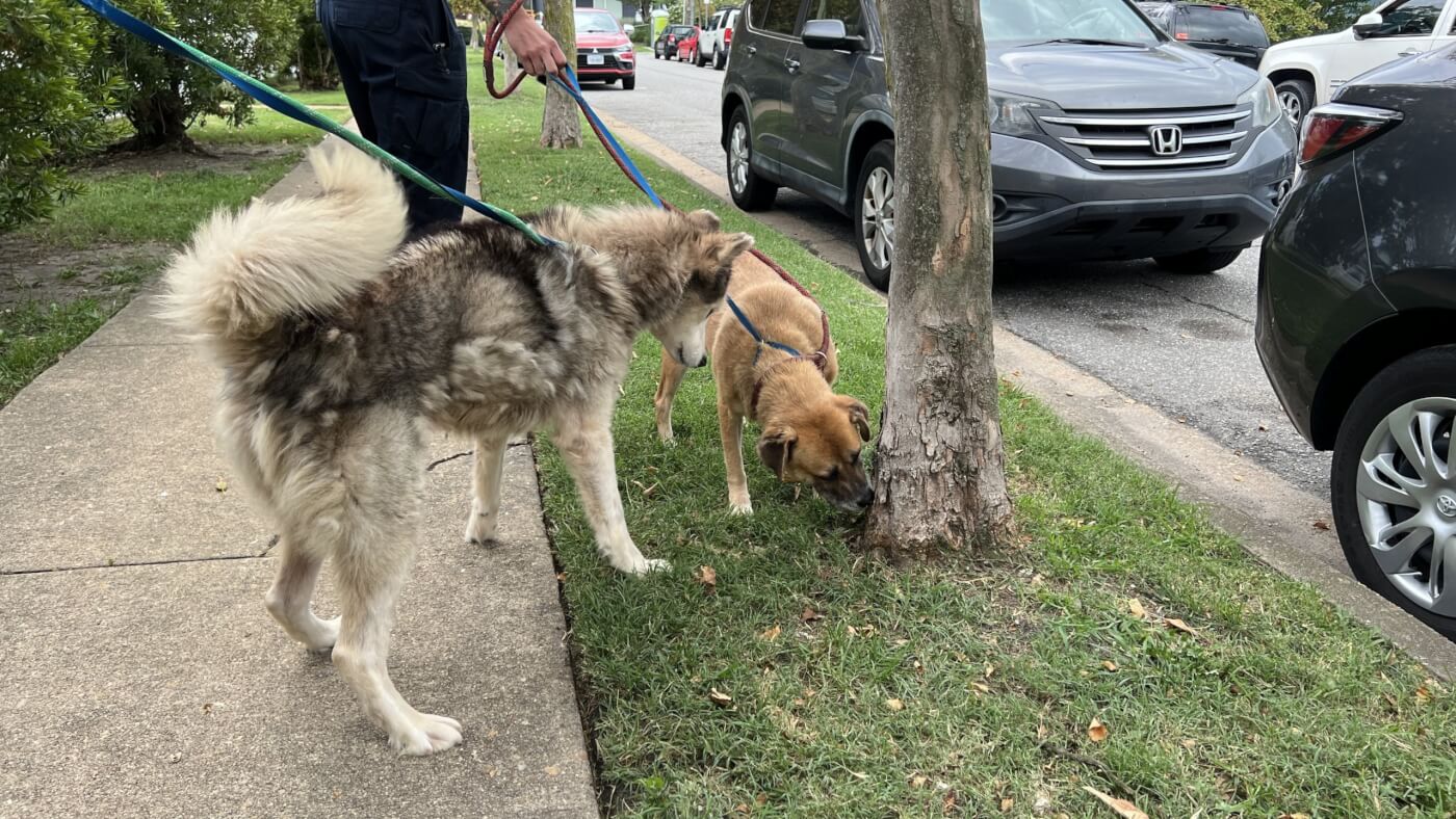 Dogs Zeus and Sandy go on their first walk after PETA