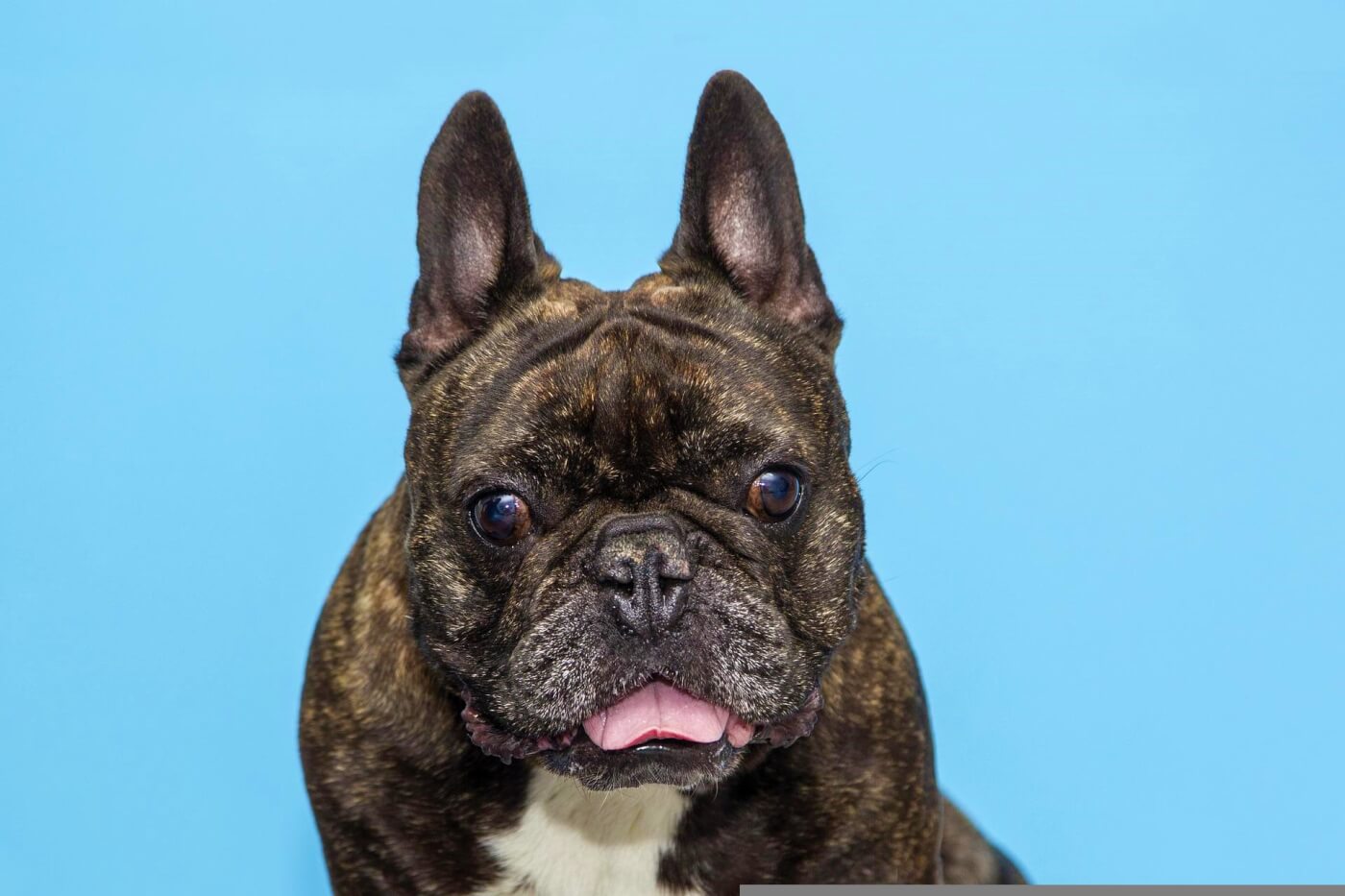Gucci, french bulldog - Dog Photo Contest