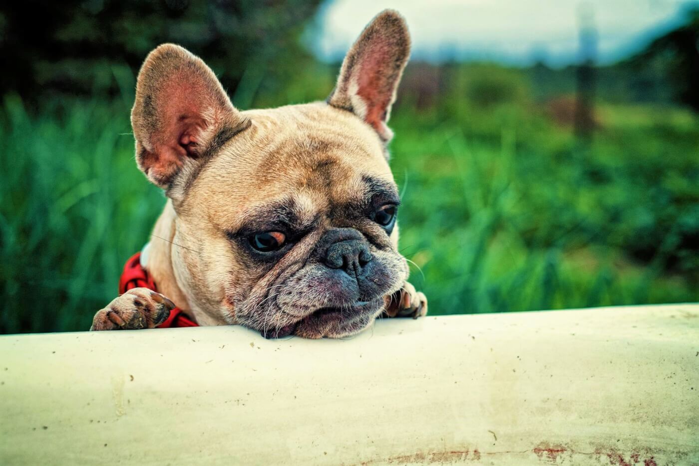 French Bulldog Best Friends For Life Dog Owner Shirt - TeeUni