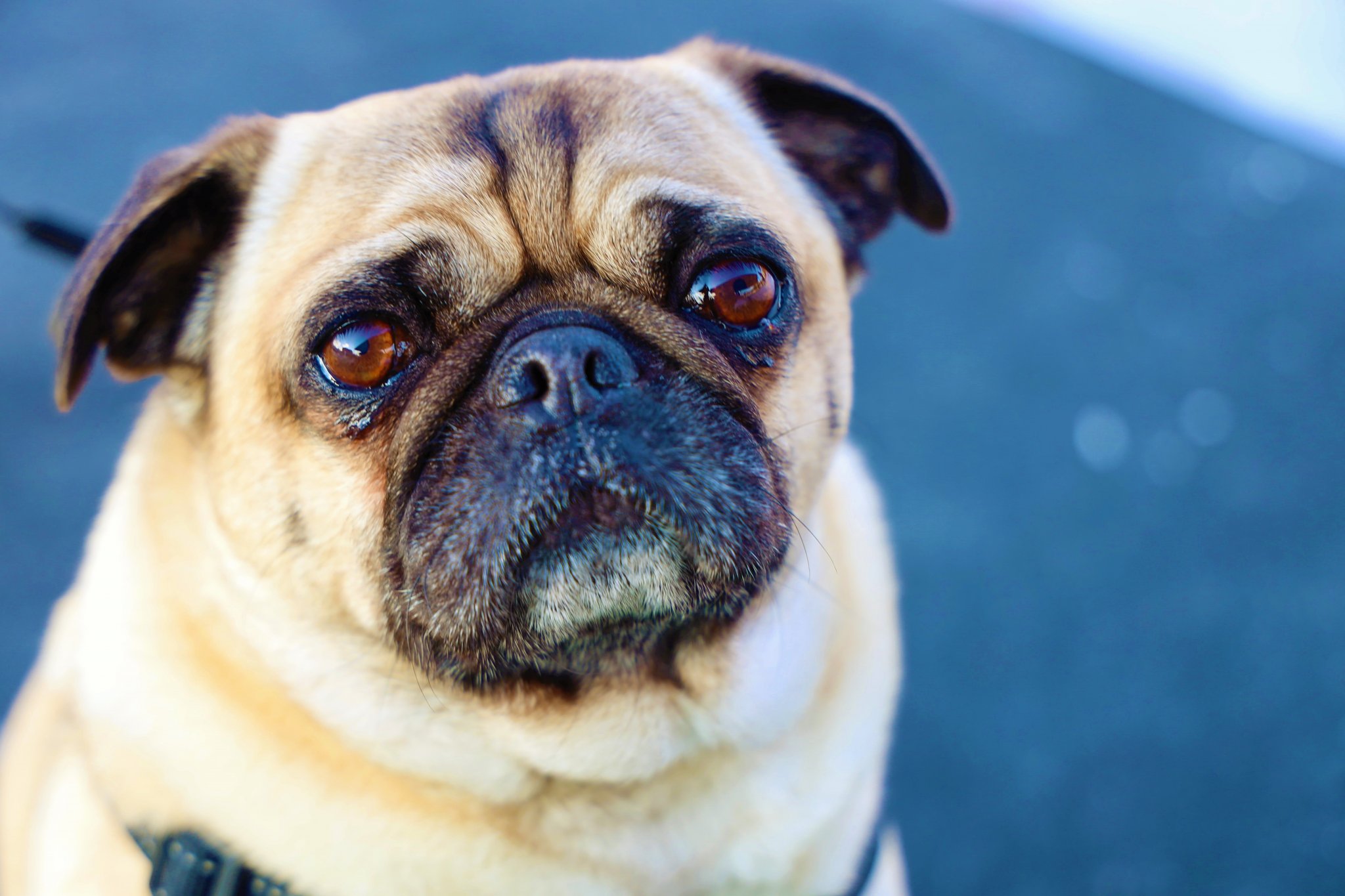 Bulldogs, Pugs, and Others Need Extra Care in the Cold | PETA