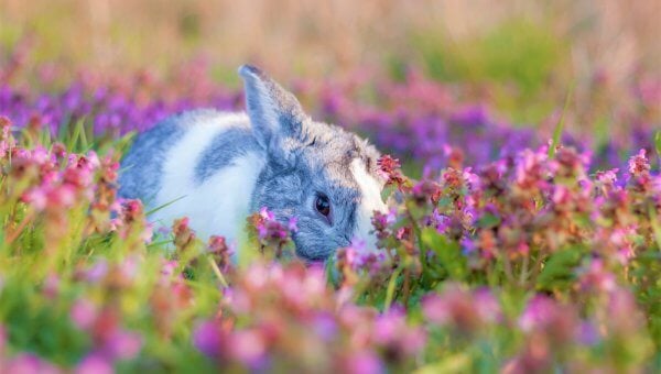 shy gray and white rabbit in pink flowers