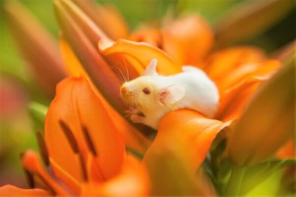 White mouse sitting on a orange lily flower