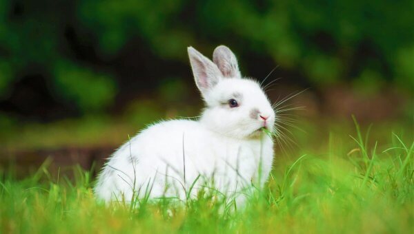 White rabbit with gray markings in the grass