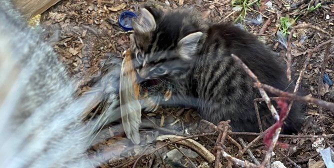 kitten with dead bird in mouth