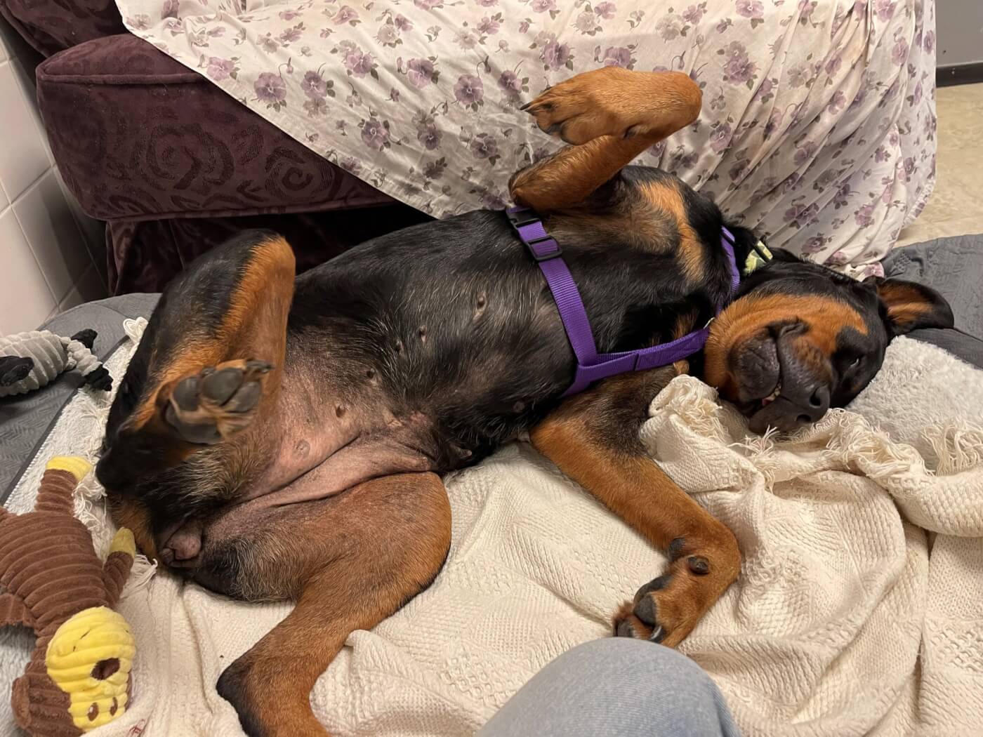 Lucy the Rottweiler lies on her back on a pile of blankets
