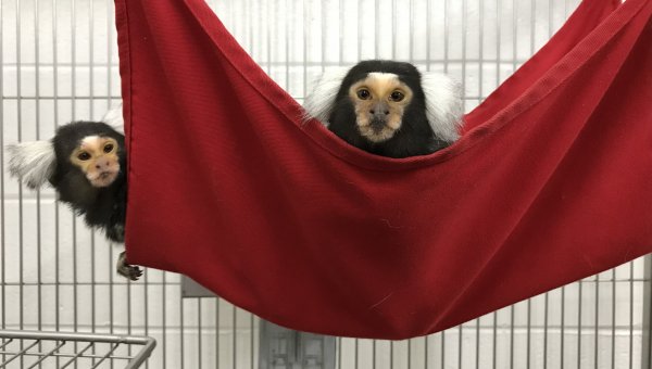 Two marmosets in red hammock in cage looking at camera