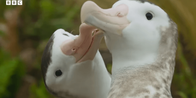 Gay Albatross couple engages in courtship behaviors, like nuzzling and nibbling one another's necks and faces.