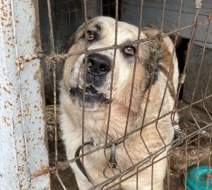 PETA Germany’s Latest Rescues From Ukraine | PETA