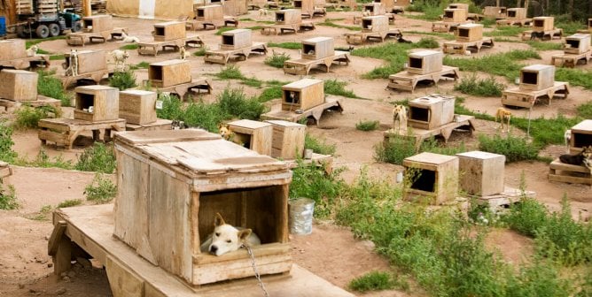 Dozens of dogs in crates in a barren lot at Krabloonik Dog Sledding