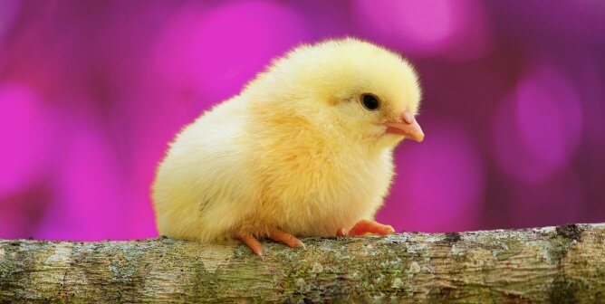 yellow chick on branch with purple background
