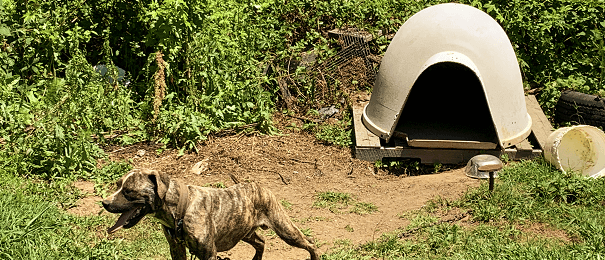 dog Rhino in June hot weather