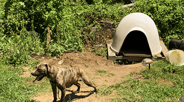 dog Rhino in June hot weather