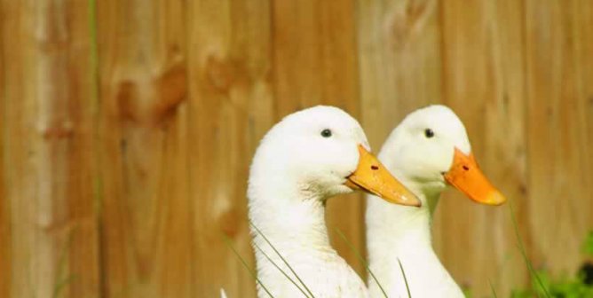 two white ducks in front of a brown fence with text overlaid reading "double victory!"