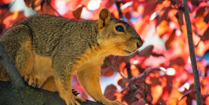 https://www.peta.org/wp-content/uploads/2022/10/squirrel-with-pink-red-leaves-in-tree-668x336.jpg?20221025102218